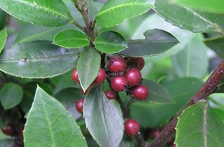 Evergreen buckthorn